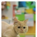 우주펫살롱 이미지