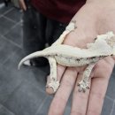 버스정류장 06-164 | 신촌파충류샵 크레스티드게코 입양 후기 크레용 신총점