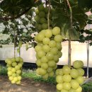 한신농장 이미지