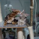 나린그루밍 이미지