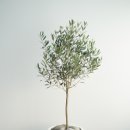 해피트리 이미지