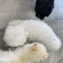 오미네커피 | 청라, [오미네커피] 애견카페 🐶