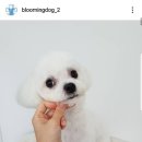 블루밍독 이미지