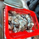 황금오징어 활어회센터2 이미지