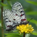 생태전문생태야생태 이미지