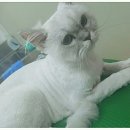 프리티 도그&캣 이미지