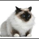 닥터멍동물병원 이미지