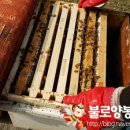 선진 양봉장 이미지