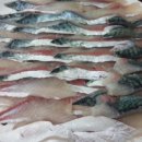 고등어 화장실 이미지