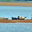 점박이 물범가족 이미지