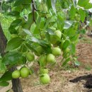 불은면-4 이미지