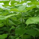 한산세모시짜기 이미지