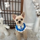 항상,예쁘개 이미지