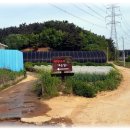 두동편백 이미지