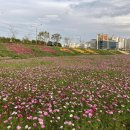 희망의 꽃밭에서 이미지