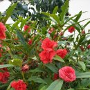 대추농장 이미지