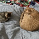 다희 민박 이미지