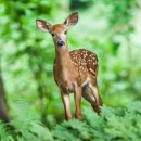 사슴공방