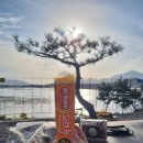 솔섬하우스 | [부산경남캠핑] 경남 사천 솔섬오토캠핑장 B-18번 사이트 맑은날+우중캠핑 후기 (바다뷰사이트 전체...