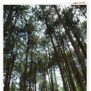 푸른숲캠핑장 이미지