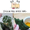순심이네웰빙개떡