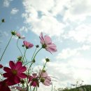 9월22일의 꽃은 '코스모스' 이미지