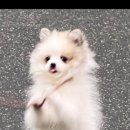 카인드독 이미지