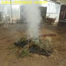 분홍염소 이미지