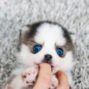 스누피독 miniteacuppuppy 네이버블로그