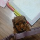 강순이농장 이미지