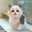 키튼히얼고양이분양김포 | 일산고양이분양 키튼히얼에서 전문적인 고양이 분양 후기