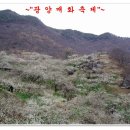 3월11일산행안내 백운산,쪽비산(전남광양1217.8m) 100대명산4회차 /섬진강 매화꽃축제 이미지