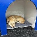 댕댕랜드 이미지