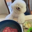 맑은눈 동물병원 이미지