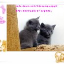 ◆이쁜강아지 on귀여운 고양이◆◆ 분양중 (사진 많아요^^)◆ 이미지
