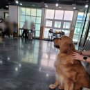 중독(DOG) 이미지