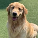 대한리트리버 이미지