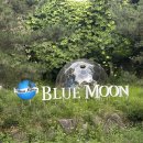 남양주 별내 | 블루문가든 당일치기 애견동반 글램핑 후기 🐶🏕️🌝