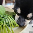 선후축산 | 반려동물 보유세 논쟁: 인간과 동물의 공존이 목적이라면