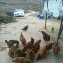 대한농장2 이미지