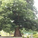 담양한옥에 이미지