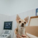 재진축산 이미지