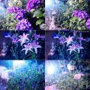 씨송펜션 | 안면도 펜션 : 바닷가(갯벌)앞 씨송펜션, 저렴한 펜션