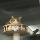 별별강아지 | [리뷰일기] 펫트너스 별별 노즈워크 장난감 | 고양이 사용 후기