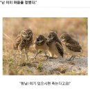 클리셰