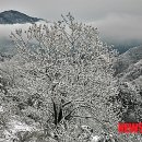 대관령어울림