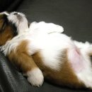 앙