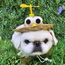 땡글땡굴 이미지