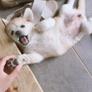 원조뼈다귀 이미지