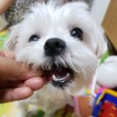 네츄럴펫